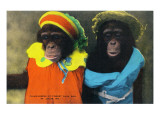 St. Louis, Missouri - Forest Park Zoo Chimpanzees in Costume Poster