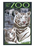 Visit the Zoo - White Tiger Family Posters