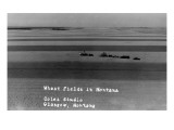 Glasgow, Montana - Wheat Fields Posters