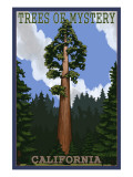 Trees of Mystery - California Redwoods Affiches
