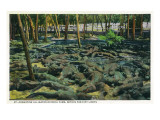 St. Augustine, Florida - Alligator-Ostrich Farm Scene Posters