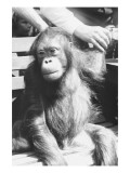 The Criminal Monkey Poster