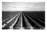 Brownsville, Texas - Lower Rio Grande Valley Carrot Field Arte
