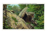 New York - Bear in the Catskill Mountains Affiches