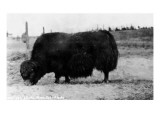 Alaska - View of a Yak or a Arctic Musk Ox Posters