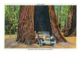 Big Basin, California - The Auto Tree Affiche