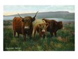 Scotland - View of Highland Cattle Affiches