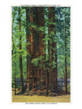 Santa Cruz, California - Big Trees Park, Cathedral Group Trees Láminas Santa Cruz, California - Big Trees Park, Cathedral Group Trees Láminas