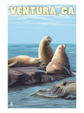 Ventura, California - Sea Lions Poster