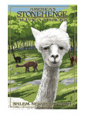 America's Stonehenge, New Hampshire - Alpacas Plakát America's Stonehenge, New Hampshire - Alpacas Plakát