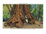 Big Basin, California - Father of the Forest Tree, 5000 Years old Art