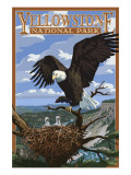 Eagle Perched - Yellowstone National Park Art