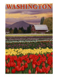Orca and Calf - Tulip Fields Posters