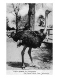 Jacksonville, Florida - Ostrich Farm Scene Póster Jacksonville, Florida - Ostrich Farm Scene Póster