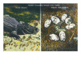 Everglades Nat'l Park, Florida - View of Alligator and Hatching Eggs Prints