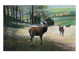 Germany - View of Stags in a Field Art