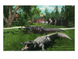 Los Angeles, California - Alligator Family at the Farm Affiches