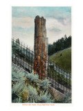 Yellowstone Nat'l Park, Wyoming - View of a Petrified Tree Posters