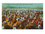Virginia - Rockingham County Turkey Flock Posters