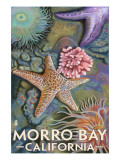 Morro Bay, CA - Tidepool Poster