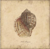 Conchas IV Pósters por Stephanie Marrott