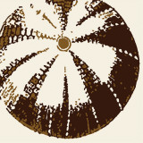 Urchin Láminas por Heidi Dobrott Urchin Láminas por Heidi Dobrott