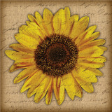 Sun Flower Posters by Tony Stuart