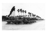 Texas - Palms along the Highway in Lower Rio Grande Valley Print