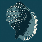 Conch Posters by Heidi Dobrott
