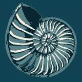 Nautilus Kunstdrucke von Heidi Dobrott