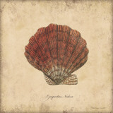 Shells II Print by Stephanie Marrott