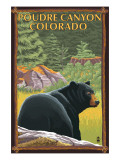 Poudre Canyon, Colorado - Bear in Forest Affiches