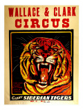 Wallace & Clark Cirbus - Giant Siberian Tigers Poster, Circa 1945 Giclee Print
