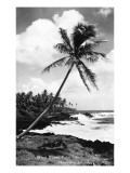 Hawaii - Palms along the Beach Posters