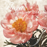Pivoine à l'ancienne II Art par Christine Zalewski