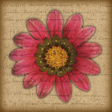 Pink Gazania Prints by Tony Stuart