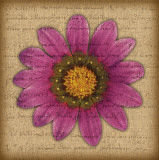 Purple Gazania Prints by Tony Stuart