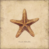 Shells III Prints by Stephanie Marrott