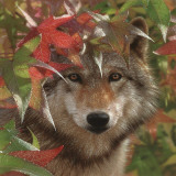 Autumn Encounter Print by Collin Bogle