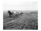 Cutting Alfalfa Ellensburg, 1911 Lámina giclée por Asahel Curtis