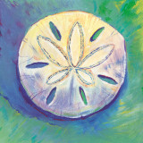 Sanddollar Kunstdrucke von Scott Westmoreland