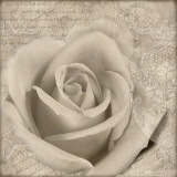 Vintage Rose II Posters by Lisa Wolk