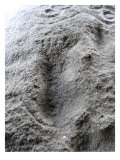 Petroglyph From Harstine Island, WA Giclee Print