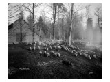 Hogs at A.L. Brown Farm, 1914 reproduction procédé giclée par Asahel Curtis