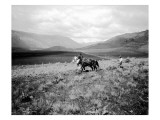 Man Ploughing a Field with a Two Horse Team Near Lake Chelan, WA, 1914 Giclee Print by Asahel Curtis and Walter Miller
