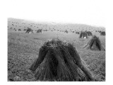 Rosalia, Wheat in Shock, 1915 Giclee Print by Asahel Curtis