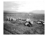 Farmer Sits on a Stack of Bagged Potatoes in a Field Near Lake Chelan, WA, 1914 Giclee Print by Asahel Curtis and Walter Miller