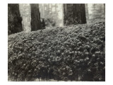 Feather Moss Lámina giclée por Asahel Curtis