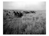 Wheat Farming, Circa 1913 Lámina giclée por Asahel Curtis