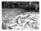 Apex Cannery Salmon, 1913 Giclee Print by Asahel Curtis